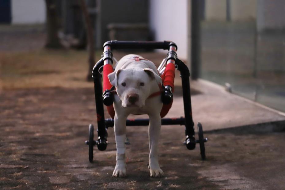 CÃ£o SansÃ£o jÃ¡ anda sem cadeira de rodas:  "ensina a gente a nÃ£o desistir nunca "